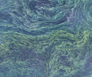 Surface ocean chlorophyll